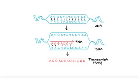 Transcription: an overview of DNA transcription (article) .